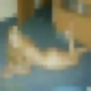 Irina, 22 ans, dispo pour rencontre coquine à Vallauris
